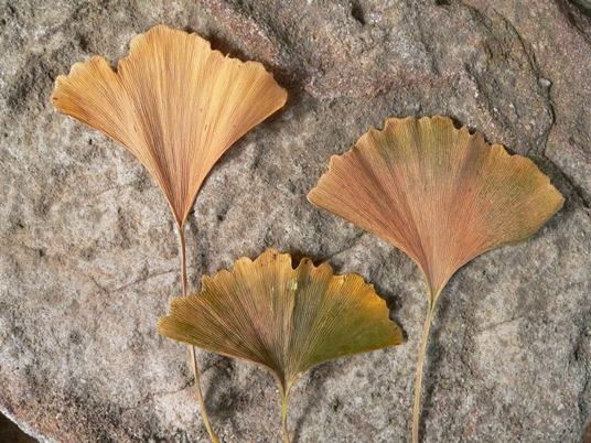 {Ginkgo biloba}